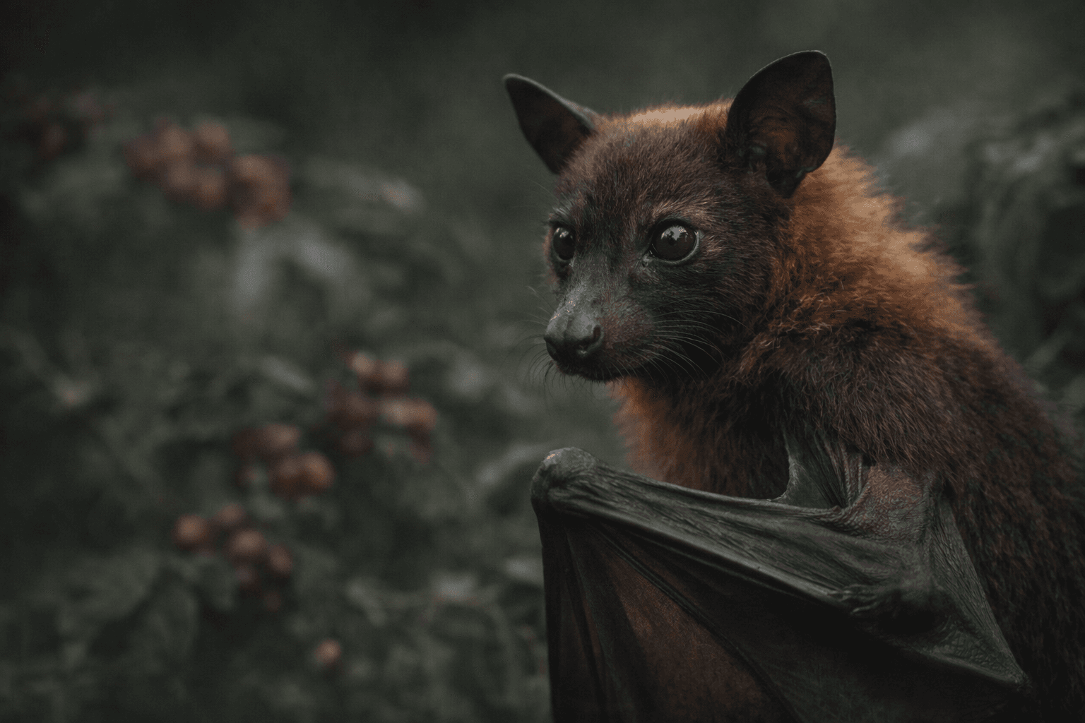 Крупный фотореалистичный портрет летучей мыши для блока про Bat Geisha