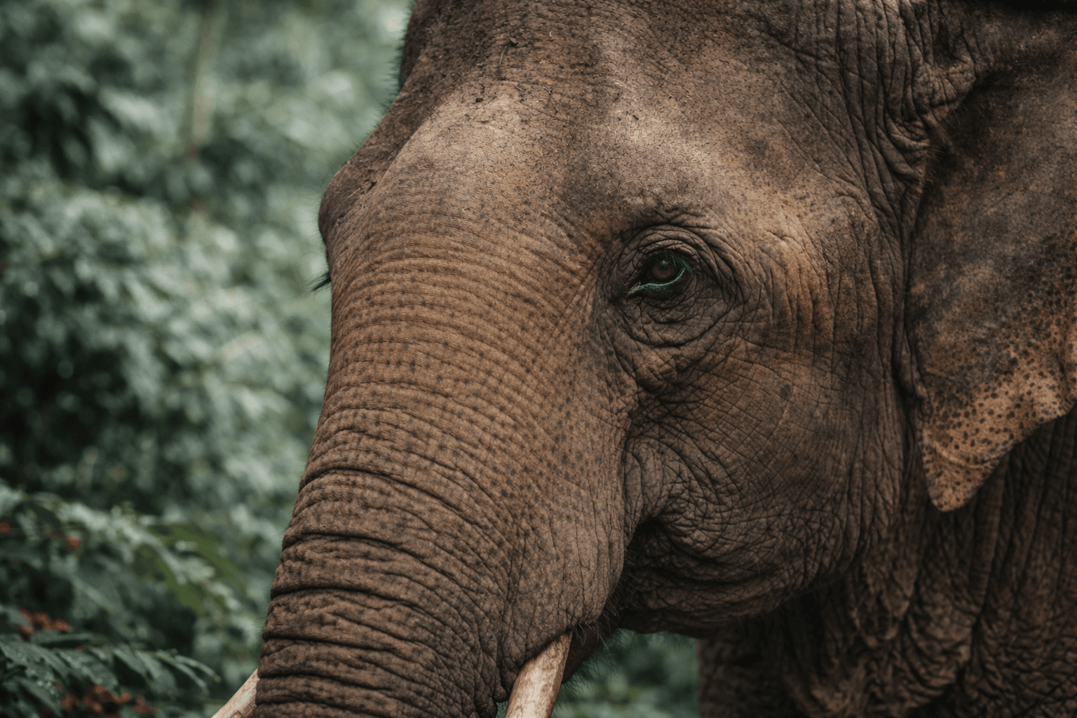 Крупный фотореалистичный портрет слона для блока про Black Ivory