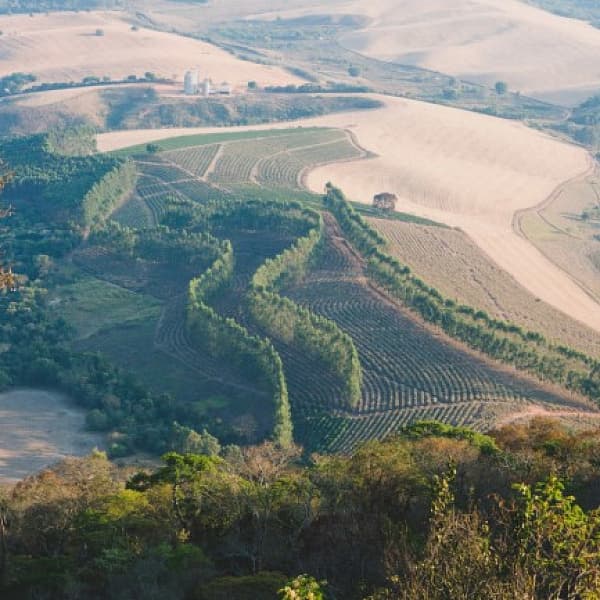 Sidra — кофе от Daloni, Колумбия